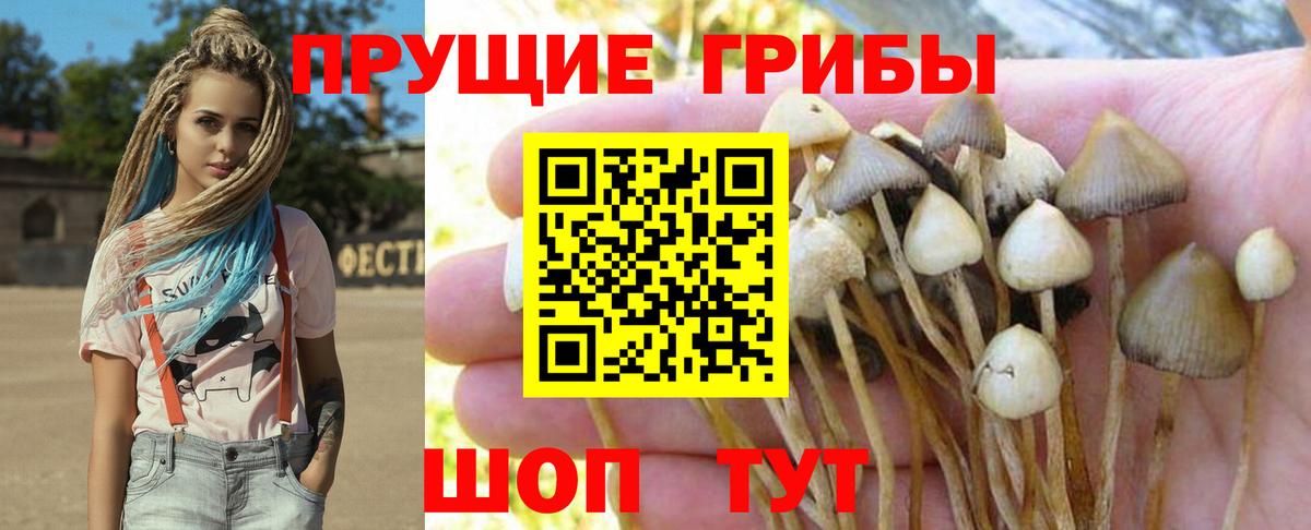 Псилоцибиновые грибы GOLDEN TEACHER Миллерово